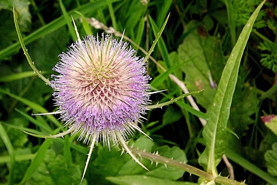 Flower bloom nature