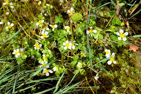 Ranunculus peltatus subsp. baudotii (Godr.) Meikle ex C.D.K.Cook, 1984