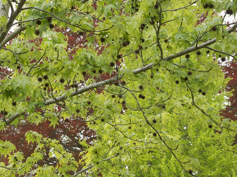 Summer foliage of American sweetgum