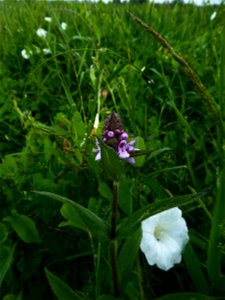 Stachys palustris L., 1753