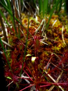 Drosera intermedia Hayne, 1798