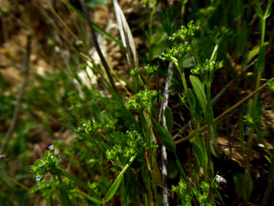 Valerianella eriocarpa Desv., 1809