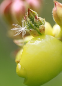 Blooms spring plant photo