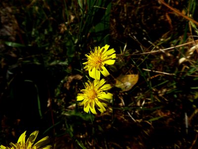 Leontodon saxatilis Lam., 1779