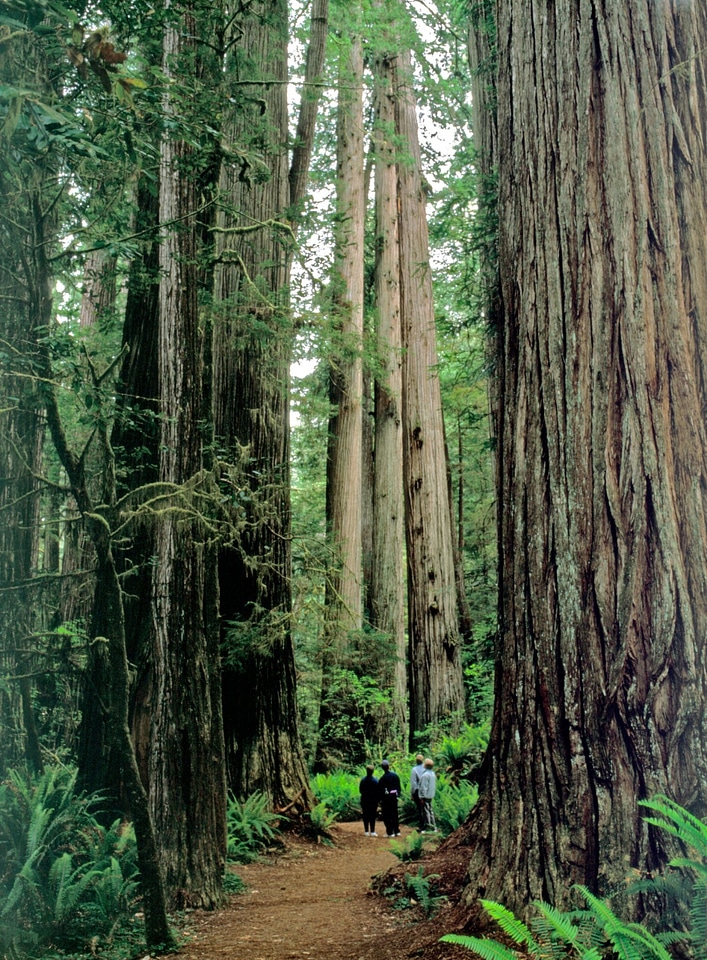 Simpson-Reed Grove Hikers