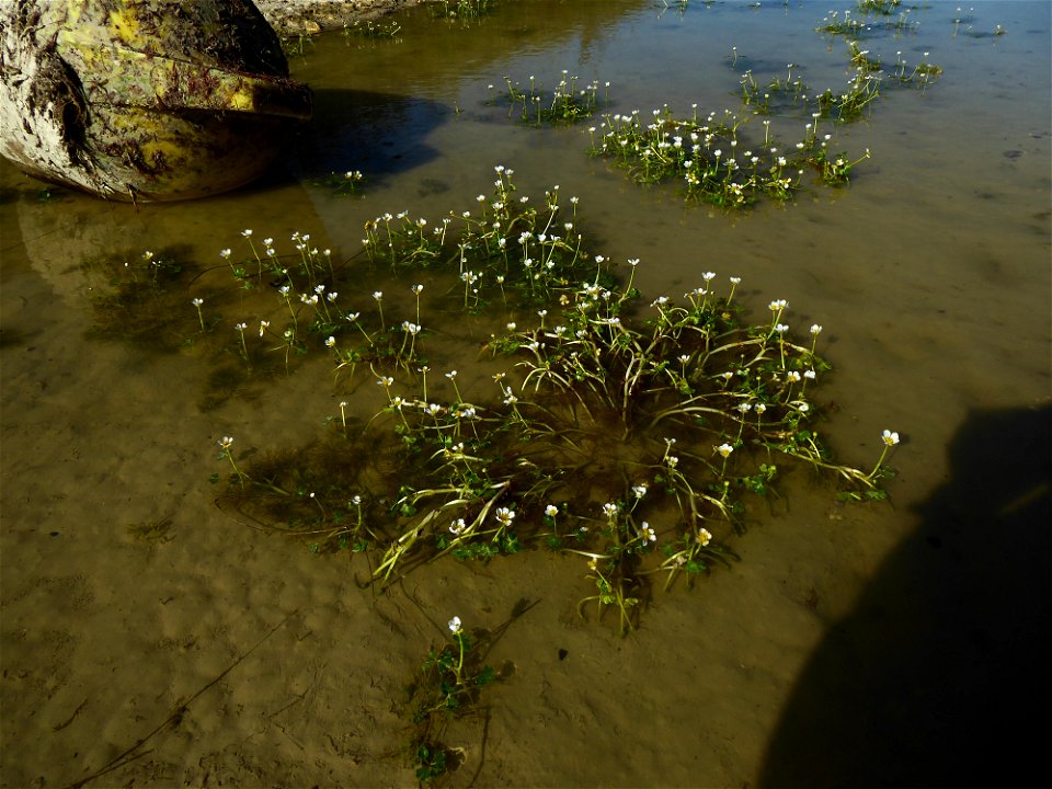 Ranunculus peltatus subsp. baudotii (Godr.) Meikle ex C.D.K.Cook, 1984
