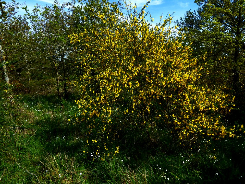 Cytisus scoparius (L.) Link, 1822