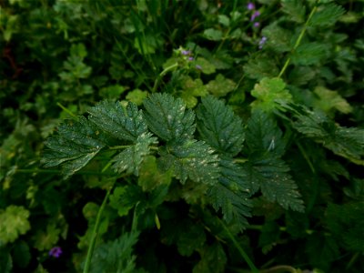 Erodium moschatum (L.) L'Hér., 1789