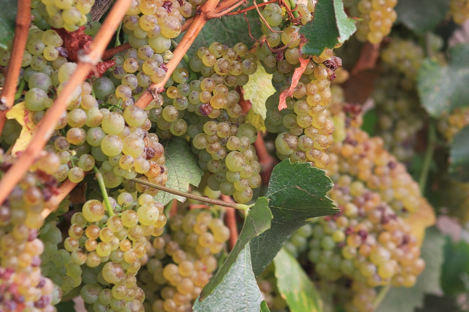 grapes in a vinyard