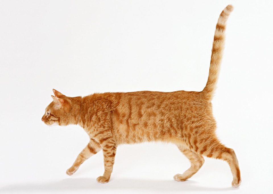 Cat isolate on white Background
