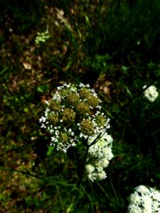 Oenanthe pimpinelloides L., 1753
