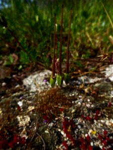 Erodium cicutarium (L.) L'Hér., 1789