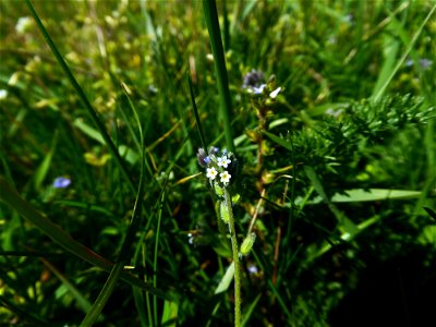 Myosotis discolor Pers., 1797