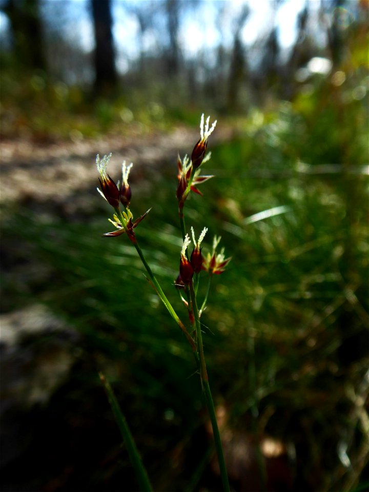 Luzula forsteri (Sm.) DC., 1806