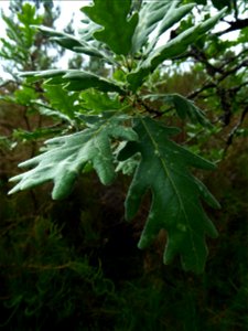 Quercus pyrenaica Willd., 1805