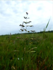 Poa trivialis L., 1753