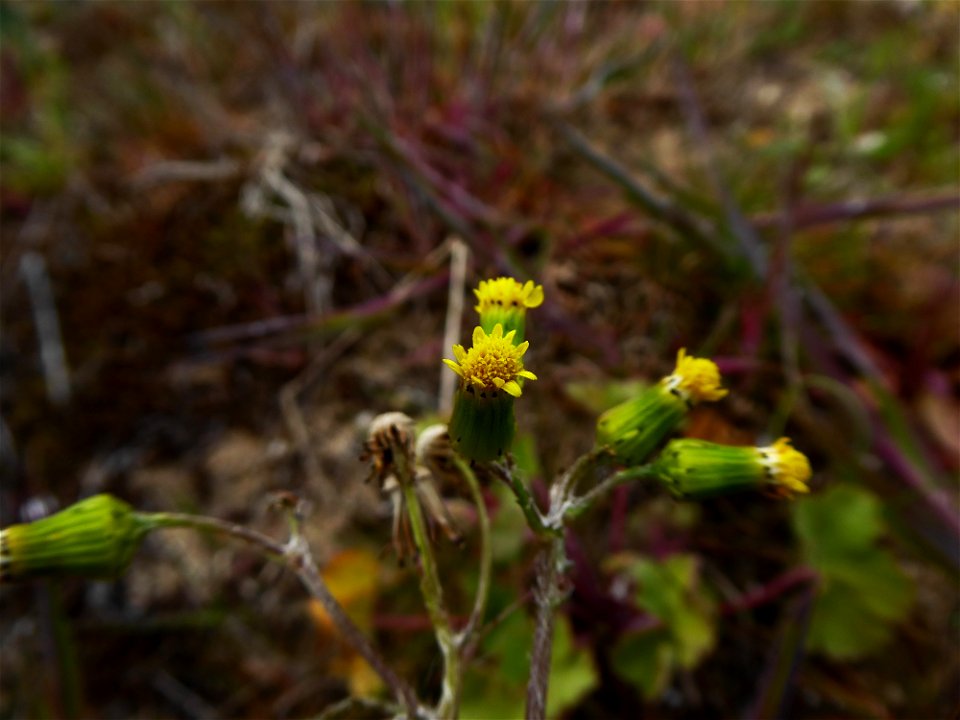 Senecio vulgaris subsp. denticulatus (O.F.Müll.) P.D.Sell, 1967