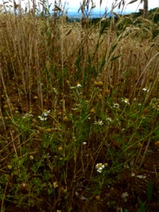 Anthemis cotula L., 1753