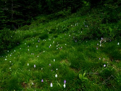 Dactylorhiza maculata (L.) Soó, 1962