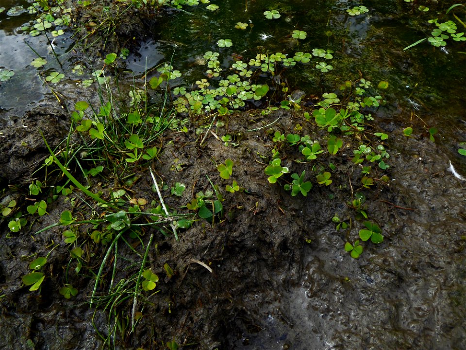 Marsilea quadrifolia L., 1753