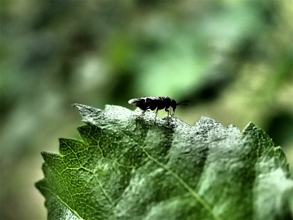 Birch-leafminer-Profenus-thomsoni-Alaska