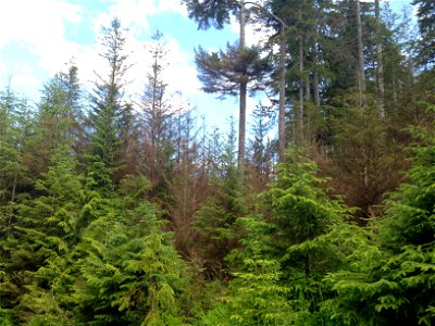 Hemlock-canker-symptoms-Prince-of-Wales-IsTongass-6