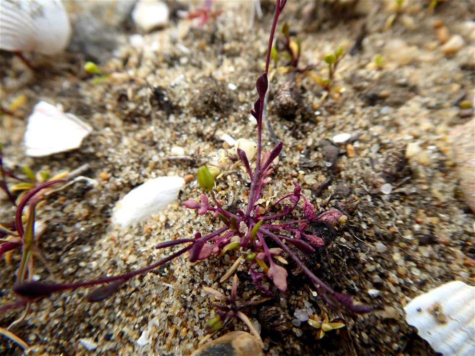 Hornungia procumbens (L.) Hayek, 1925