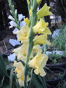 flower_gladioli_light_yellow__1