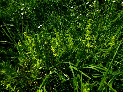 Cruciata laevipes Opiz, 1852