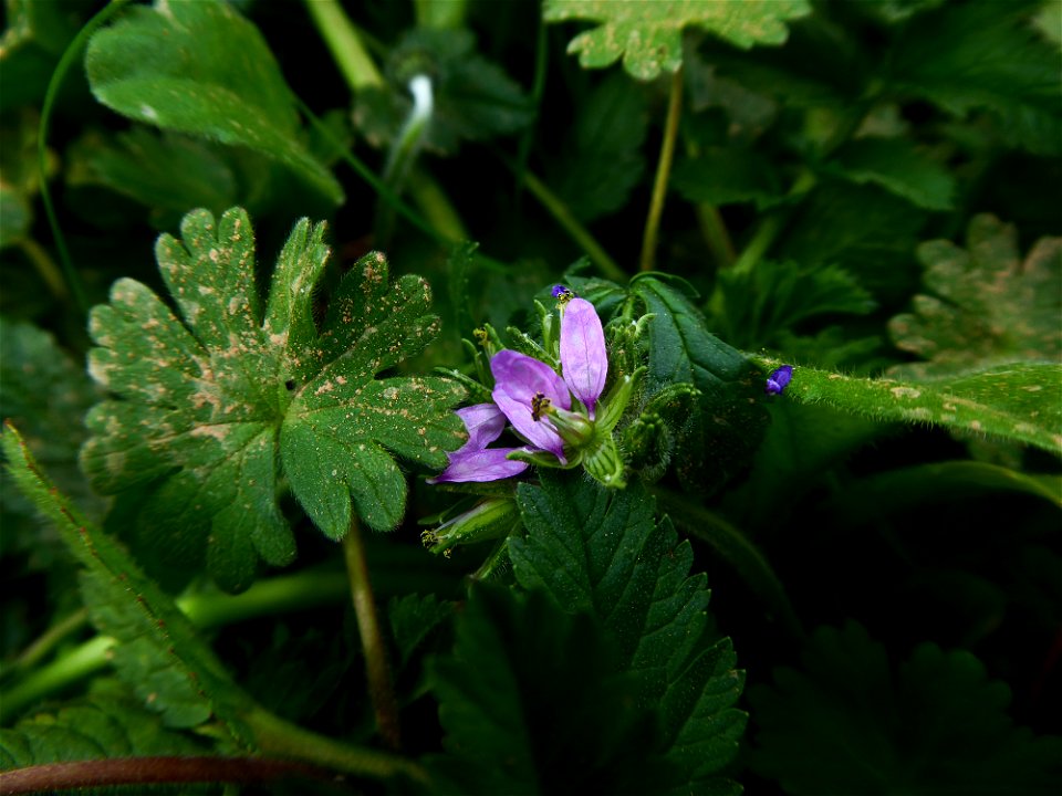 Erodium moschatum (L.) L'Hér., 1789