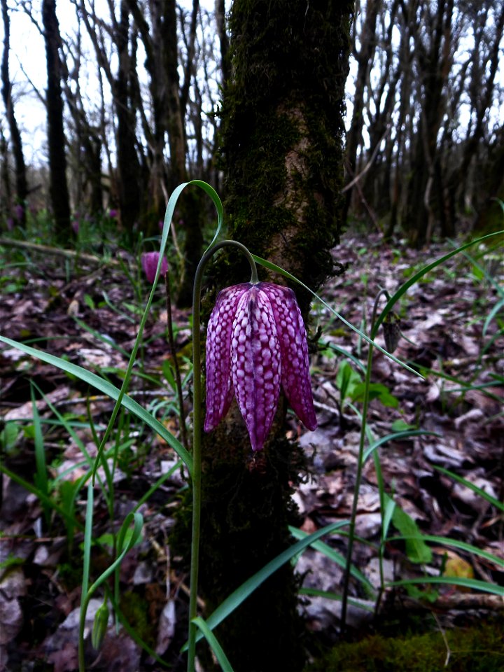 Fritillaria meleagris L., 1753