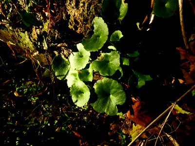 Umbilicus rupestris (Salisb.) Dandy, 1948