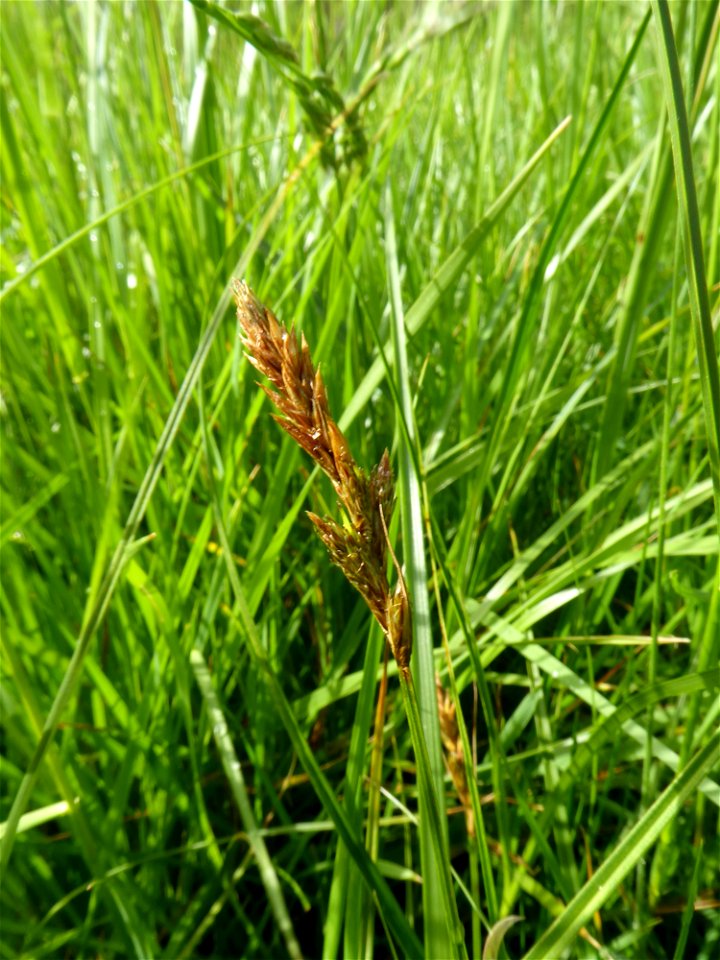 Carex disticha Huds., 1762