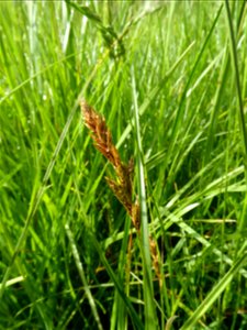 Carex disticha Huds., 1762