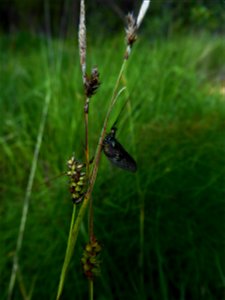 Carex hostiana DC., 1813