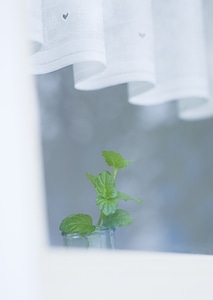 basil in glass under white curtain