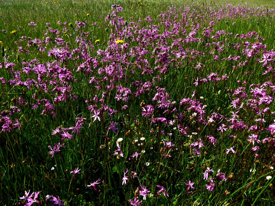 Lychnis flos-cuculi L., 1753