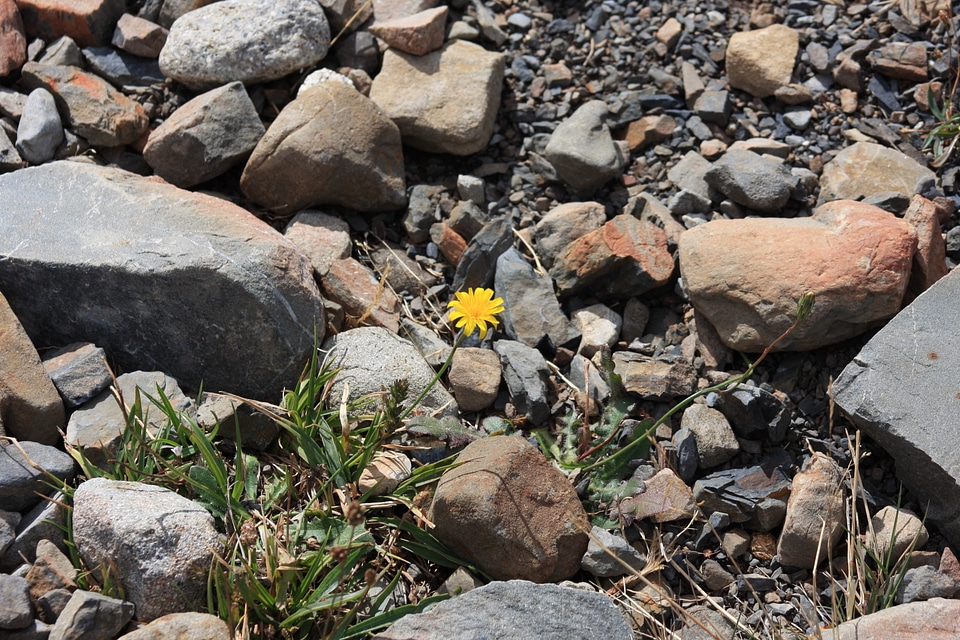 Yellow Green gerbera and stones on driftwood
