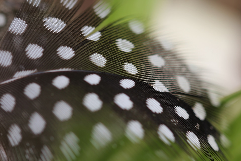 Feather points lightweight