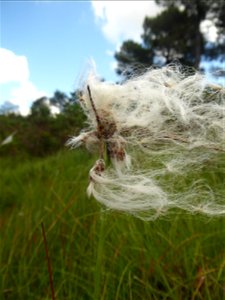 Eriophorum angustifolium Honck., 1782