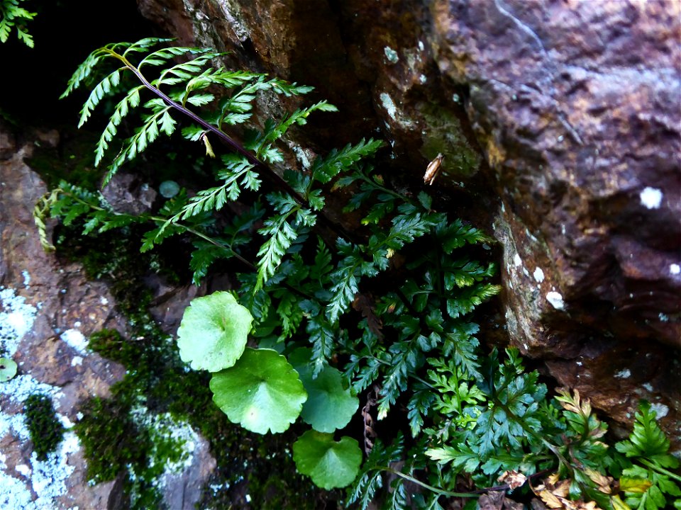 Asplenium obovatum subsp. billotii (F.W.Schultz) O.Bolòs, Vigo, Massales & Ninot, 1990