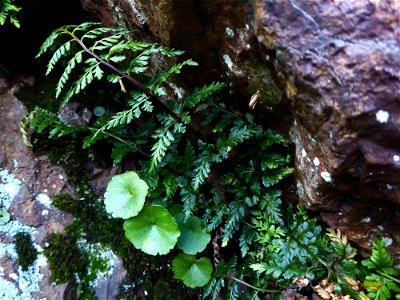 Asplenium obovatum subsp. billotii (F.W.Schultz) O.Bolòs, Vigo, Massales & Ninot, 1990