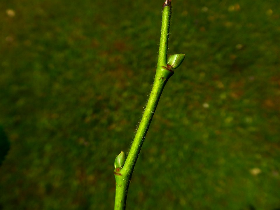 Tilia x euchlora K.Koch, 1866