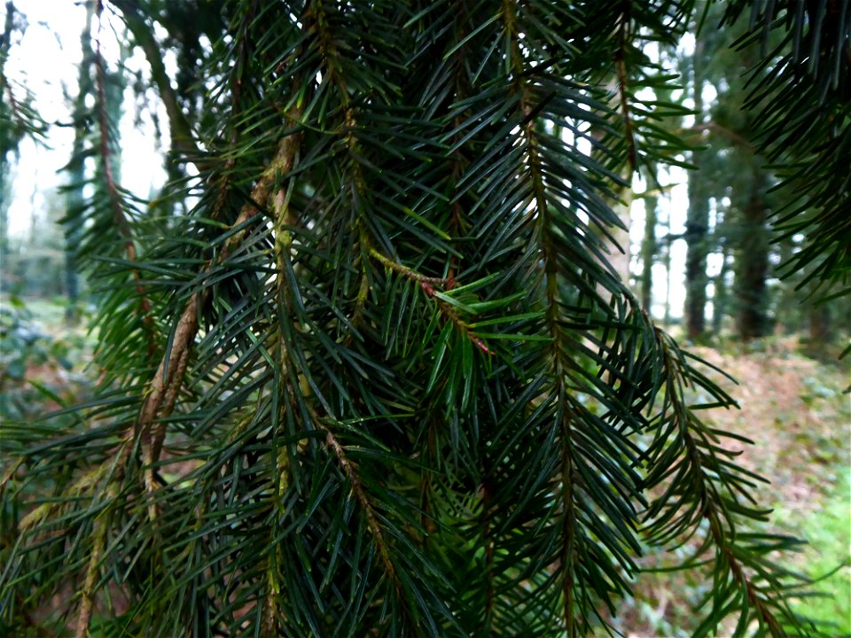 Pseudotsuga menziesii (Mirb.) Franco, 1950