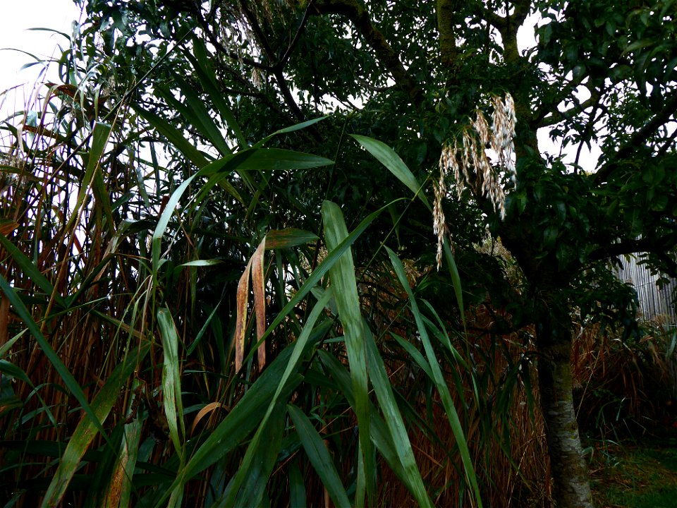Phragmites australis (Cav.) Trin. ex Steud., 1840