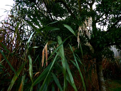 Phragmites australis (Cav.) Trin. ex Steud., 1840