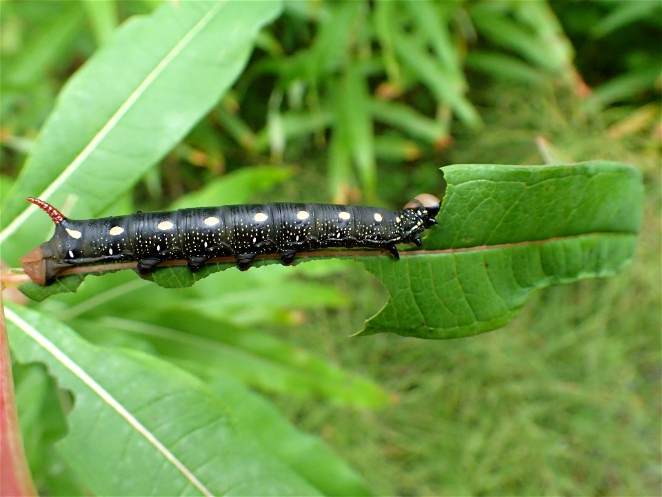 Fireweed-hornworm-larva-Tongass-3