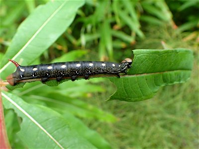 Fireweed-hornworm-larva-Tongass-3