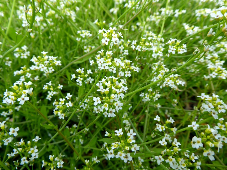 Calepina irregularis (Asso) Thell., 1905