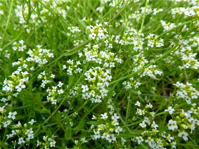 Calepina irregularis (Asso) Thell., 1905